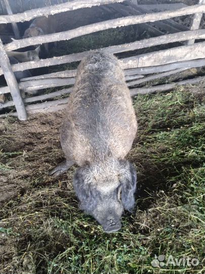 Венгерская мангалица на племя