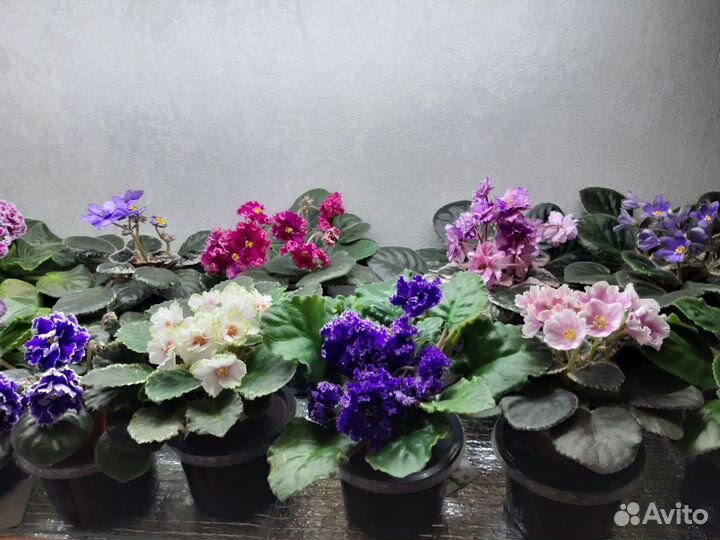 Сортовые фиалки