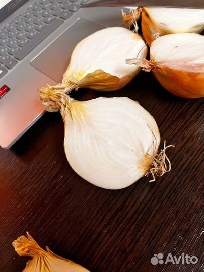 Лук репчатый