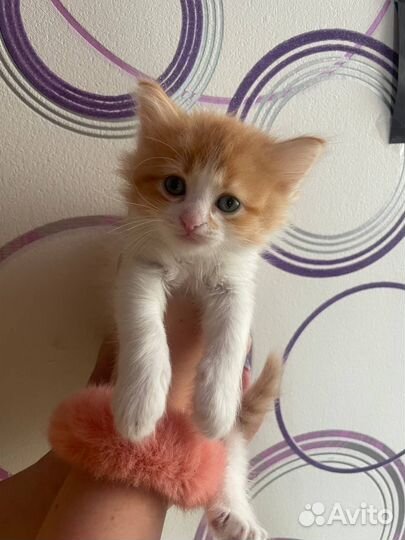 Милые котята в добрые руки