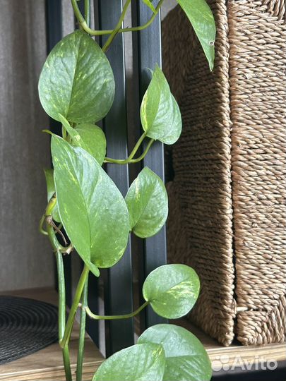 Сциндапсус