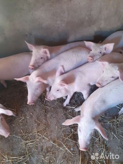 Поросенок ландрас