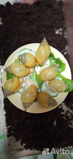 Улитки ахатины альбиносы