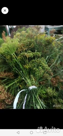 Укроп сушеный