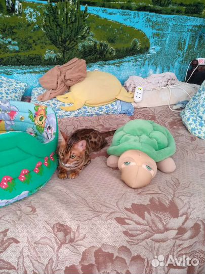 Передержка животных