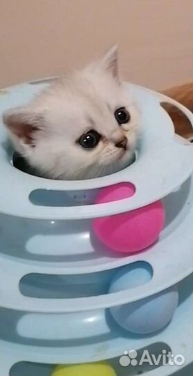 Шотландские серебристо-тикированные шиншилла