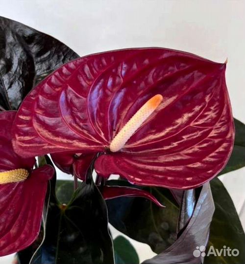 Антуриум Delicata