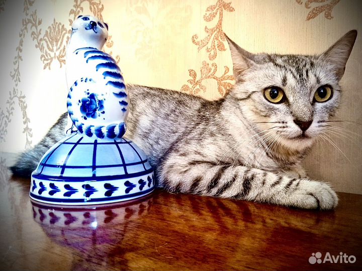 Кошечка ищет семью