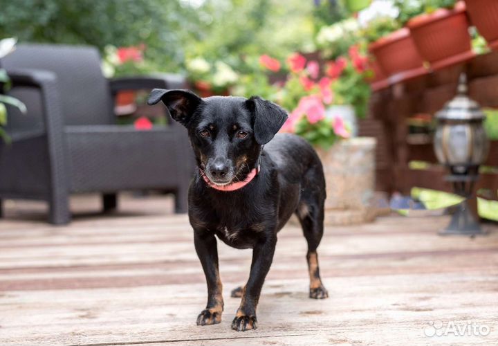 Маленькая собака