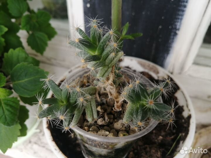 Триходиадема, редкое суккулентное растение