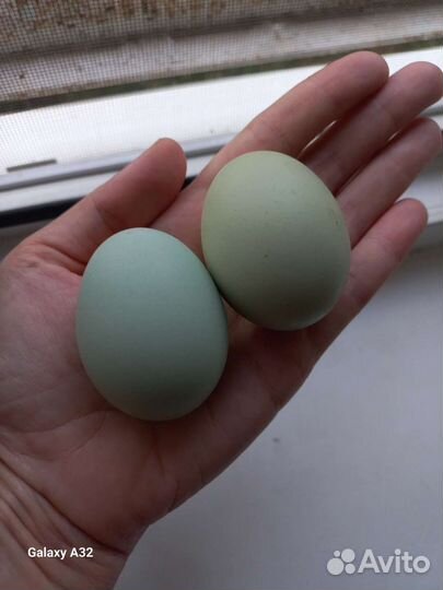 Петухи амераукана 6 месяцев