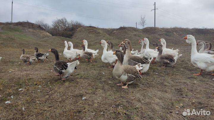 Гусь домашний