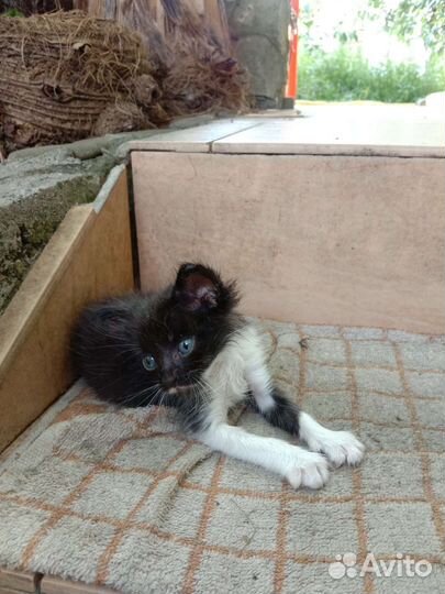 Котенку нужна помощь