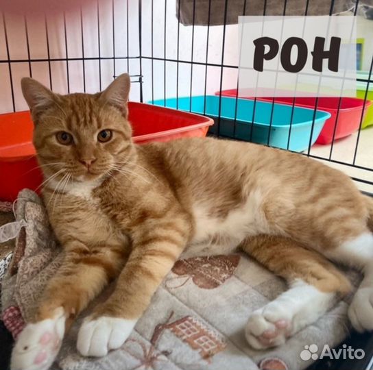 Рыжий мальчуган Рон в поисках домика