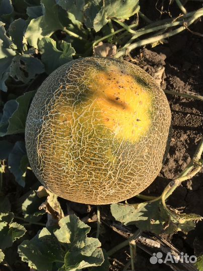 Дыня славия