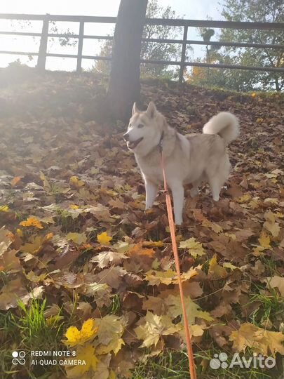 Сибирский хаски