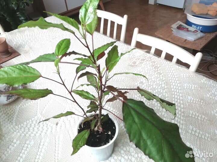 Гибискус купера