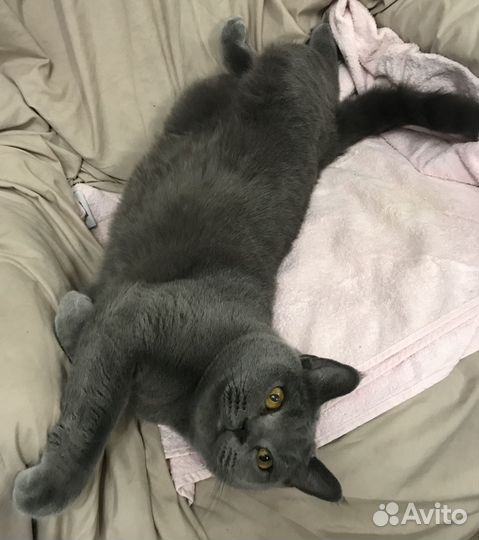 Молодой Британец в добрые руки