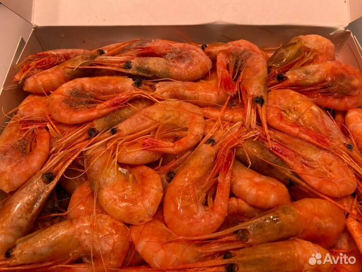 Креветка северная. 2023. Опт