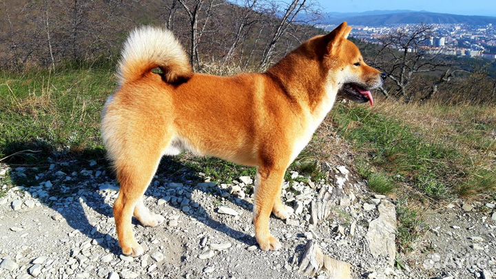 Сиба (Шиба) Ину для вязки