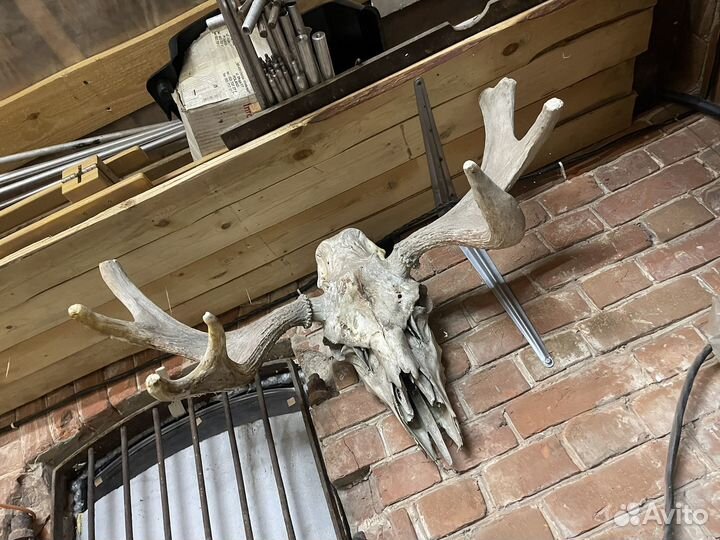 Рога косули лося