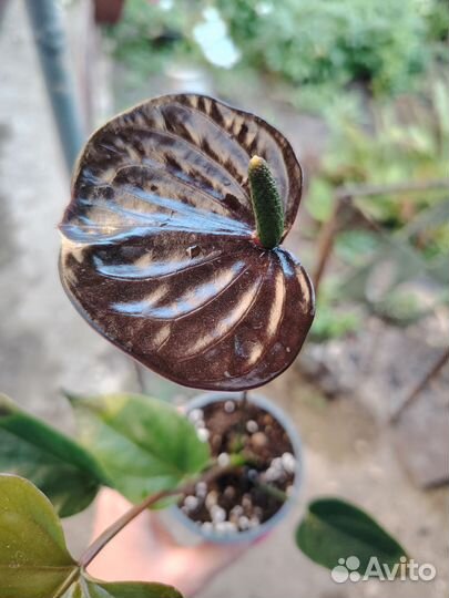 Антуриум шоколад