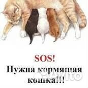 Кошка