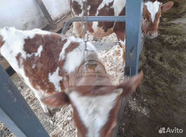 Теляты с ферм, доставка бесплатно