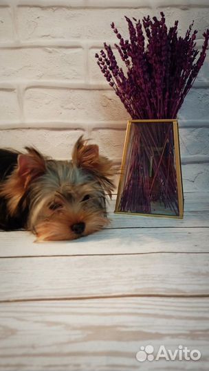 Щенок йоркширского терьера