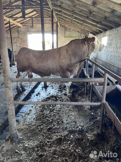 Корова и бычки