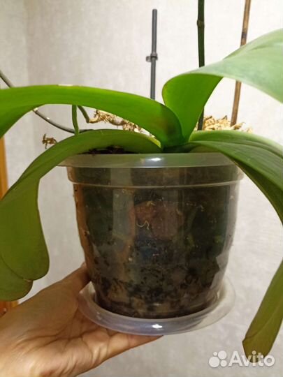 Орхидея фаленопсис