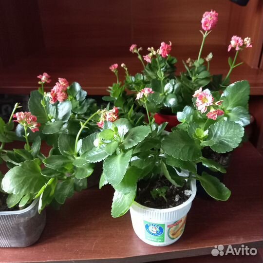 Каланхоэ лечебное продам
