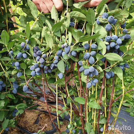 Жимолость Канадская