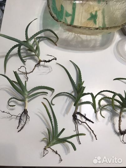 Алоэ столетник