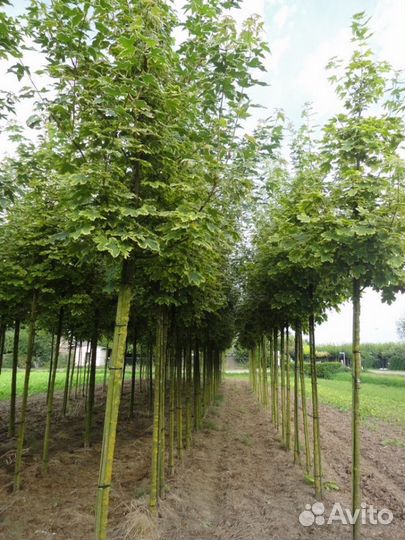 Клен остролистный