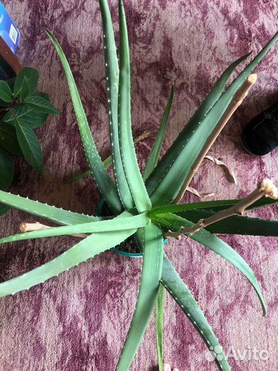 Алоэ, каланхоэ