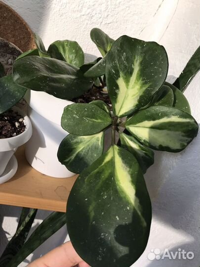 Хойя обовата вариегата сплеш