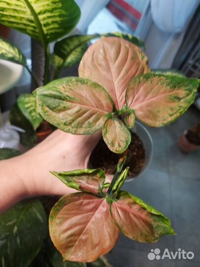 Сингониум Орм Нак