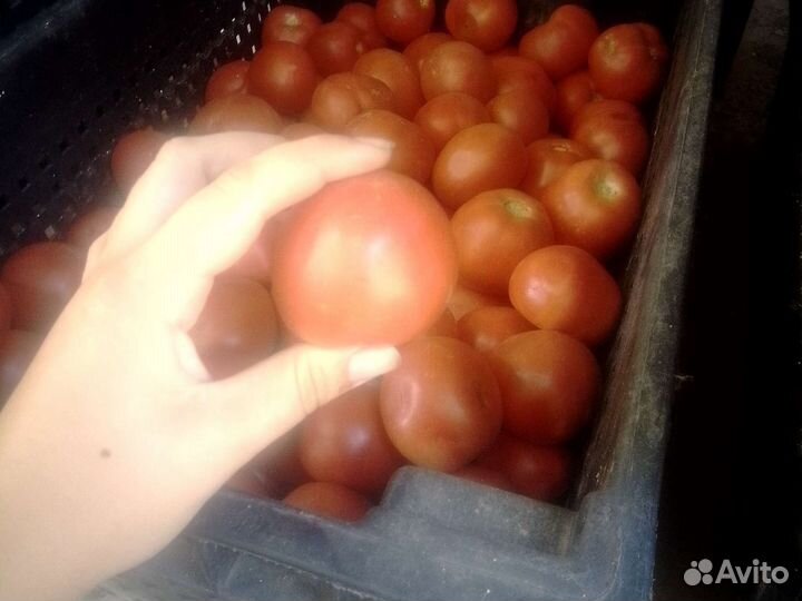 Помидоры