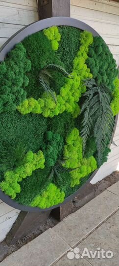 Панно из стабилизированного мха