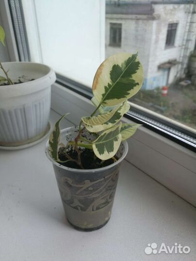 Фикус бенджамина