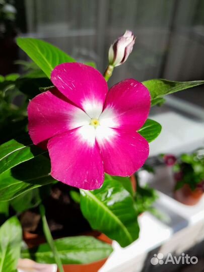 Катарантус