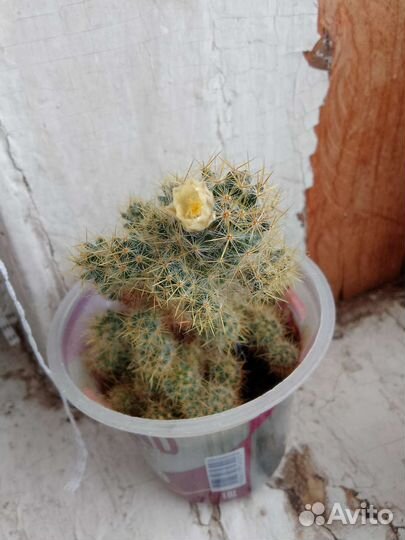 Кактус цветущий