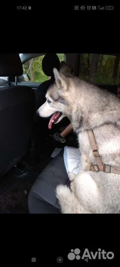 Хаски найдена ищем хозяев