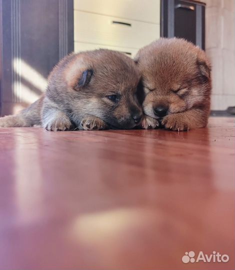 Щенки сиба ину