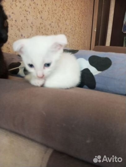 Вислоухий британец