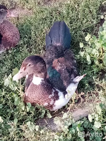 Индоутка мускусная утка