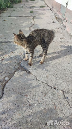 Котёнок в добрые руки