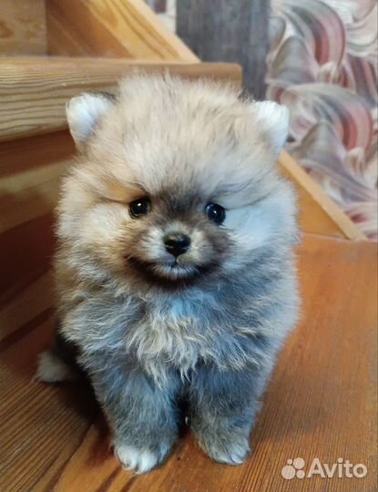 Померанский шпиц