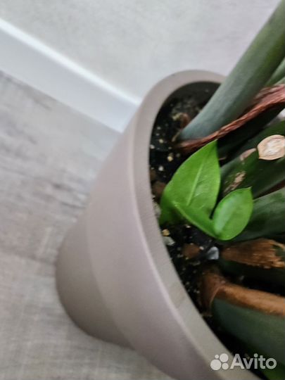 Замиокулькас